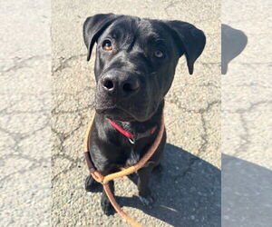 Labrador Retriever-Unknown Mix Dogs for adoption in Woodland, CA, USA