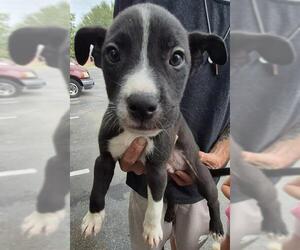 Mutt Dogs for adoption in San Antonio, TX, USA