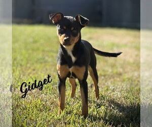 Mutt Dogs for adoption in HOUSTON, TX, USA