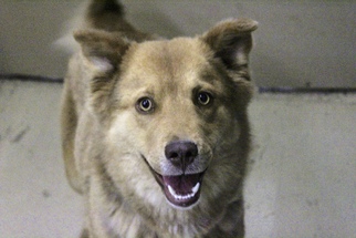 Australian Shepherd Dogs for adoption in Akron, OH, USA