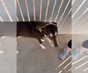 Labrador Retriever-Siberian Husky Mix Dogs for adoption in Cedar Crest, NM, USA