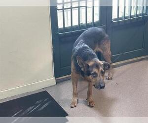 German Shepherd Dog Dogs for adoption in Pasadena, CA, USA