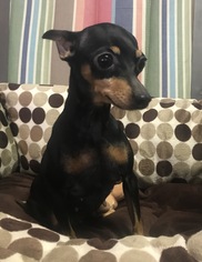 Miniature Pinscher Dogs for adoption in Raytown, MO, USA