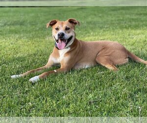 Mutt Dogs for adoption in COLUMBIA, MD, USA