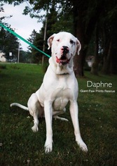 Dogo Argentino Dogs for adoption in Valparaiso, IN, USA