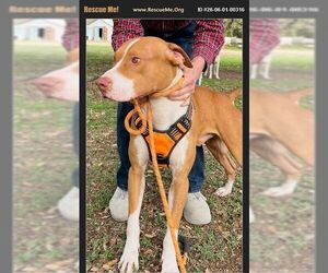 American Staffordshire Terrier Dogs for adoption in Benton, PA, USA