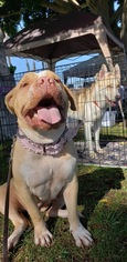 American Bulldog-Chinese Shar-Pei Mix Dogs for adoption in San Pedro, CA, USA