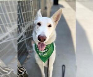 Unknown-white german shepherd Mix Dogs for adoption in Woodland, CA, USA