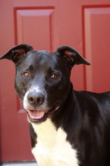 American Pit Bull Terrier-Labrador Retriever Mix Dogs for adoption in Keller, TX, USA