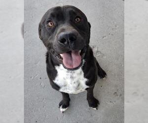 American Pit Bull Terrier-Unknown Mix Dogs for adoption in Bakersfield, CA, USA