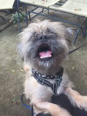 Shih Tzu Dogs for adoption in Plainfield, IL, USA