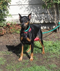 Miniature Pinscher Dogs for adoption in Rohnert Park, CA, USA