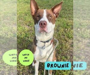 Border Collie-Unknown Mix Dogs for adoption in Forestville, MD, USA