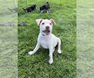 Labsky Dogs for adoption in Springdale, PA, USA