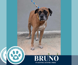 Boxer Dogs for adoption in Kimberton, PA, USA