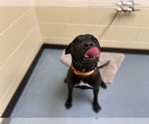 American Pit Bull Terrier-Labrador Retriever Mix Dogs for adoption in Denver, CO, USA
