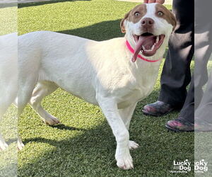 Lab-Pointer Dogs for adoption in Washington, DC, USA