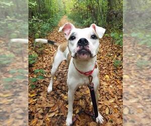Boxer Dogs for adoption in Fargo, ND, USA