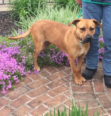 Small Black Mouth Cur-Boxer Mix