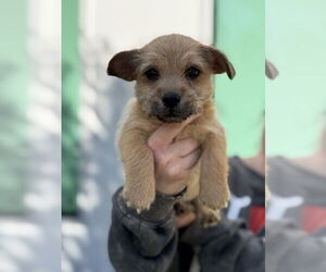 Norfolk Terrier Dogs for adoption in Dana Point, CA, USA