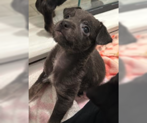 Mutt Dogs for adoption in Plainfield, IL, USA