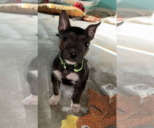 Mutt Dogs for adoption in Euless, TX, USA