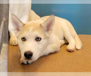 Siberian Husky-Unknown Mix Dogs for adoption in Martinez, CA, USA