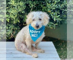 Mutt Dogs for adoption in Pacific Grove, CA, USA