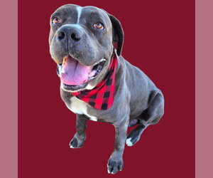 Mastiff Dogs for adoption in Bakersfield, CA, USA