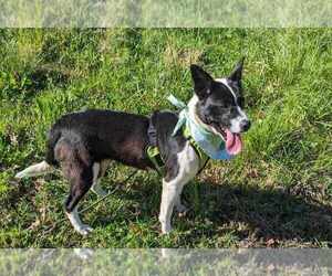 Border Collie-Unknown Mix Dogs for adoption in Anniston, AL, USA