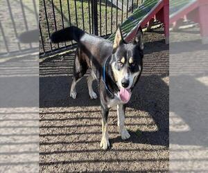 Akita-Alaskan Malamute Mix Dogs for adoption in Riverside, CA, USA