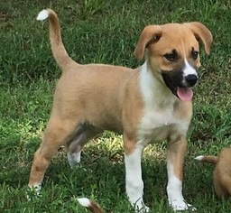 Sheprador Dogs for adoption in Munford, TN, USA