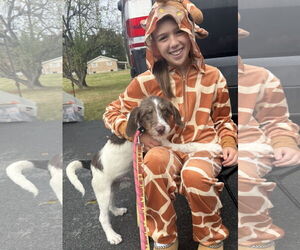 Labrador Retriever-Unknown Mix Dogs for adoption in Walnutport, PA, USA