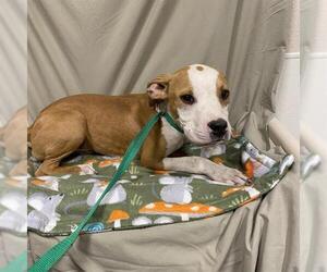 American Pit Bull Terrier-Unknown Mix Dogs for adoption in Modesto, CA, USA