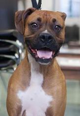 Boxer Dogs for adoption in Bellbrook, OH, USA
