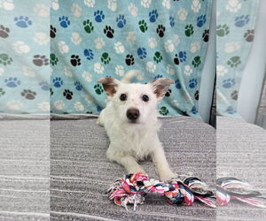 Mutt Dogs for adoption in Chico, CA, USA