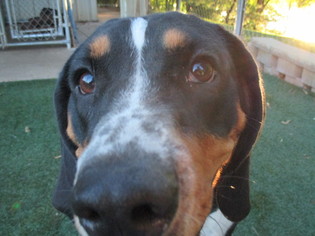 Bluetick Coonhound-Unknown Mix Dogs for adoption in Durand, WI, USA