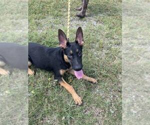 Mutt Dogs for adoption in Abbeville, LA, USA