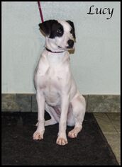 American Staffordshire Terrier Dogs for adoption in Ada, OK, USA