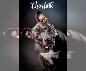 Bulldog Dogs for adoption in Concord, NC, USA