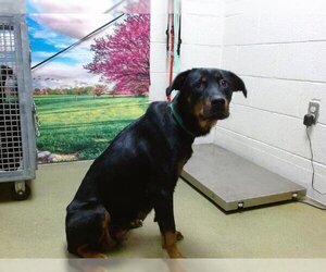 Rottweiler-Unknown Mix Dogs for adoption in Moreno Valley, CA, USA
