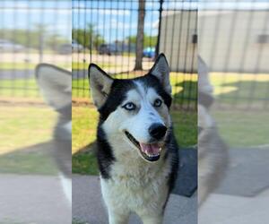 Siberian Husky Dogs for adoption in Sugar Land, TX, USA