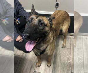 Mutt Dogs for adoption in Redlands, CA, USA