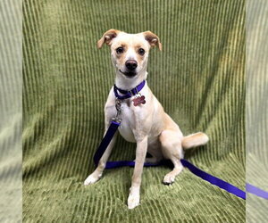Chihuahua-Unknown Mix Dogs for adoption in Long Beach, CA, USA