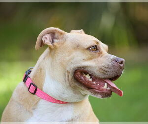 Mutt Dogs for adoption in  Gainesville, FL, USA