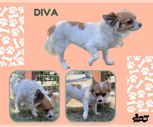 Chion Dogs for adoption in Lindsay, CA, USA