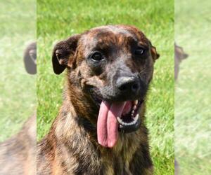 Mountain Cur Dogs for adoption in Nashville, IN, USA
