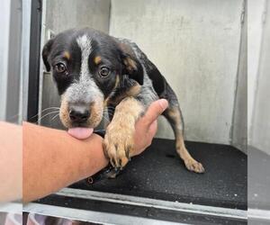 Mutt Dogs for adoption in San Antonio, TX, USA