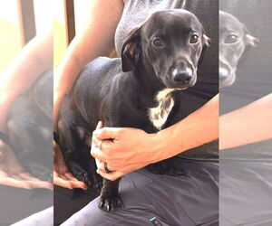 Dachshund-Unknown Mix Dogs for adoption in Wetumpka, AL, USA