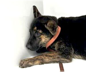 Dutch Shepherd -German Shepherd Dog Mix Dogs for adoption in Houston, TX, USA